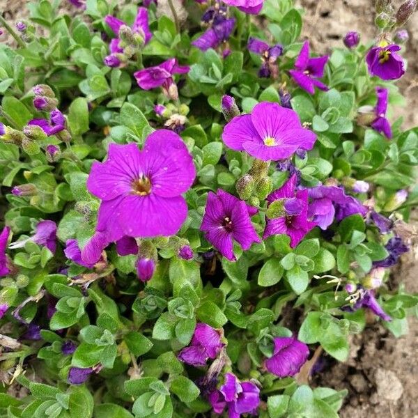 Aubrieta deltoidea Flor