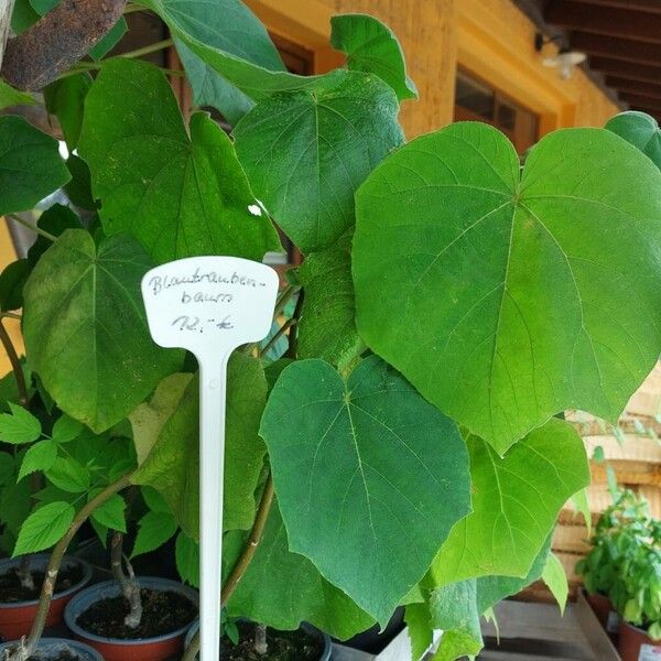 Paulownia tomentosa Hàbitat