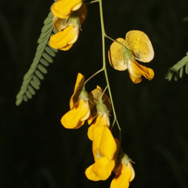 Sesbania herbacea 花