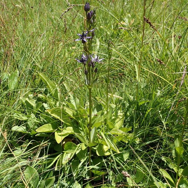 Swertia perennis Plante entière