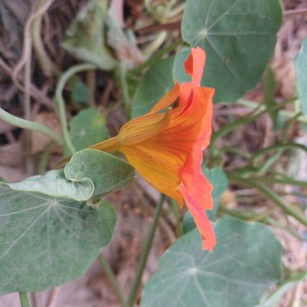 Tropaeolum minus പുഷ്പം