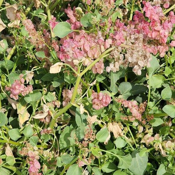 Rumex vesicarius Blüte