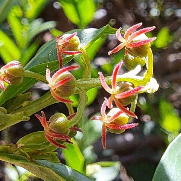 Coriaria myrtifolia Květ