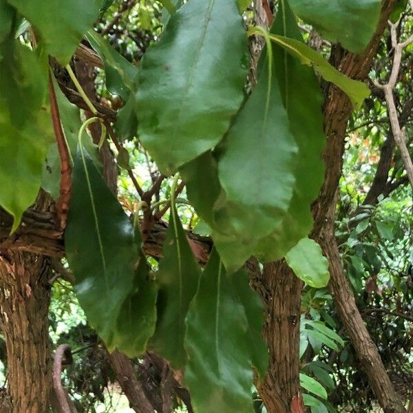 Kalmia latifolia Leaf