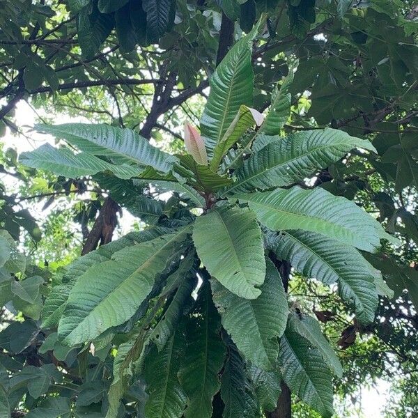 Chrysophyllum imperiale Blad