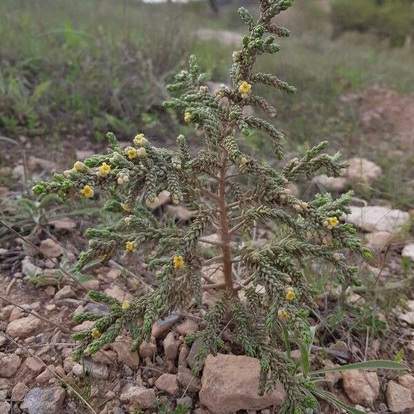 Thymelaea hirsuta 花