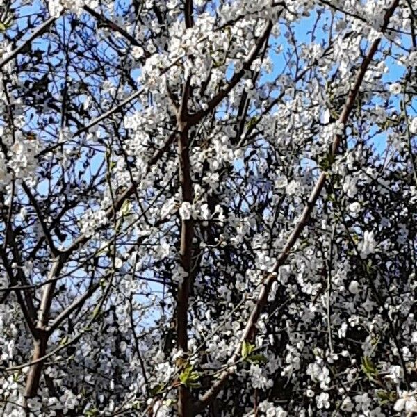 Prunus cerasus Plante entière