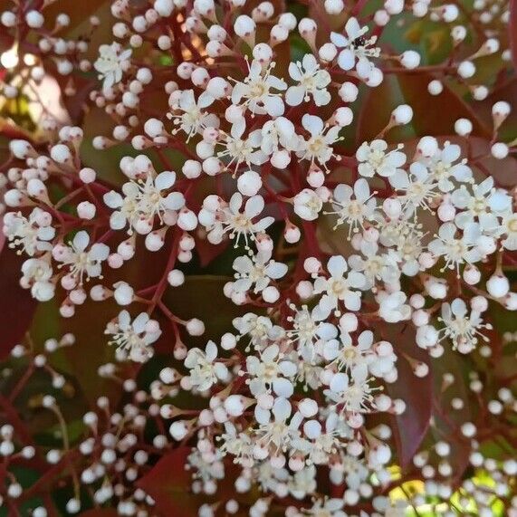 Photinia fraseri Blomma