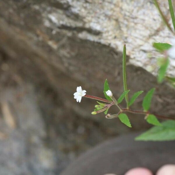 Epilobium lactiflorum Flor