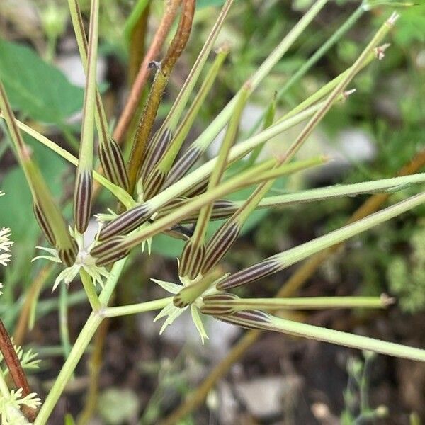 Scandix australis Çiçek