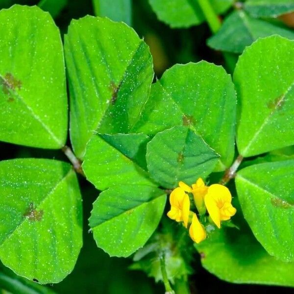 Medicago arabica Blad