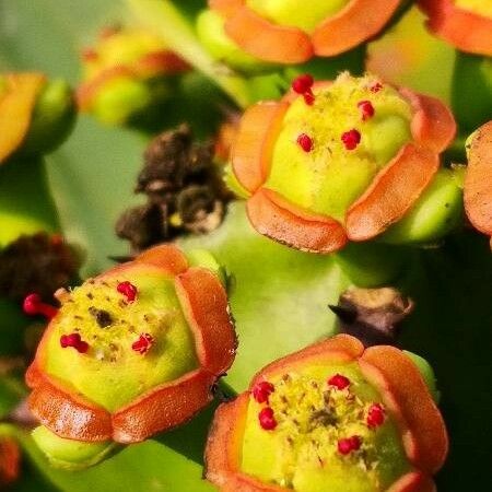 Euphorbia neriifolia Lorea