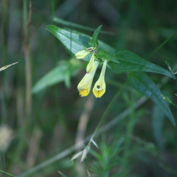 Melampyrum pratense Blomma