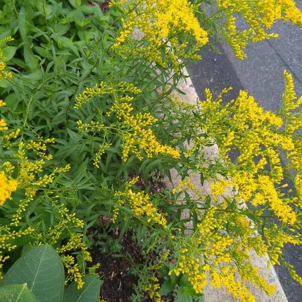 Solidago odora Flor