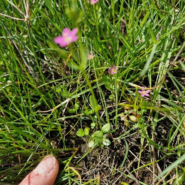 Centaurium pulchellum Λουλούδι