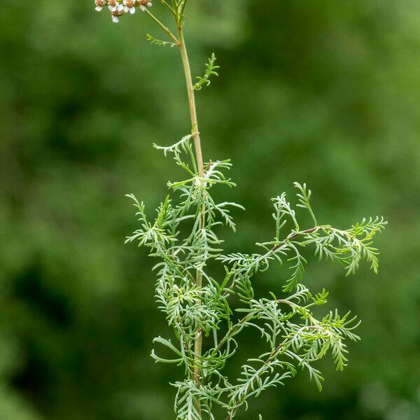 Achillea chamaemelifolia Інше