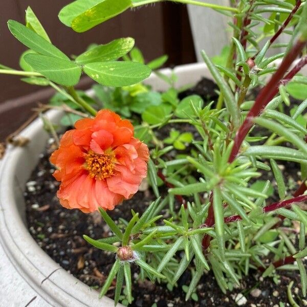 Portulaca grandiflora 花