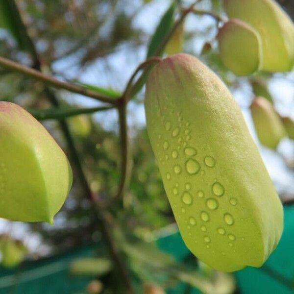 Bryophyllum pinnatum Flower