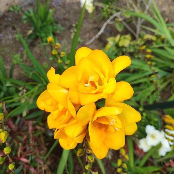 Freesia refracta Cvet