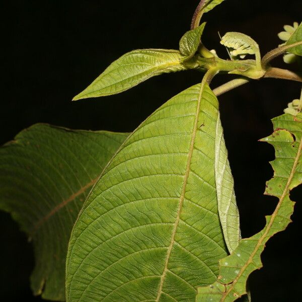 Guettarda crispiflora 葉