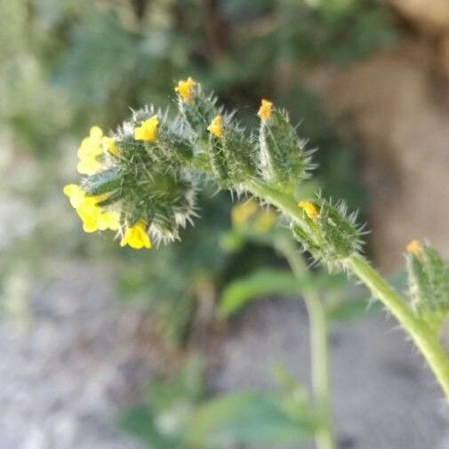 Amsinckia menziesii Floare