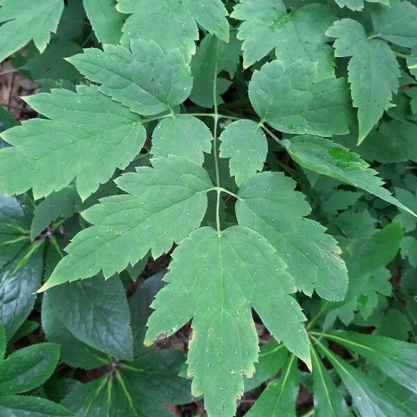 Actaea pachypoda Yaprak