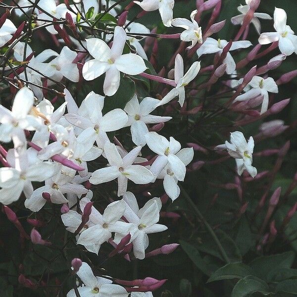 Jasminum polyanthum Kvet