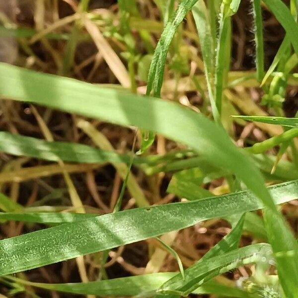 Bromus diandrus Blad