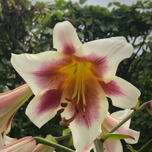 Lilium regale Blomst