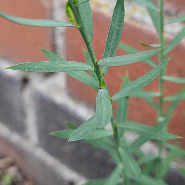 Linum usitatissimum Lapas