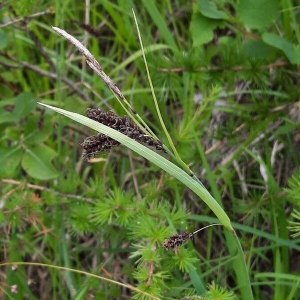 Carex flacca Kukka