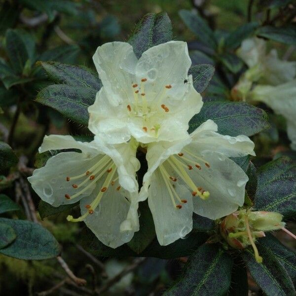 Rhododendron fletcherianum Kvet