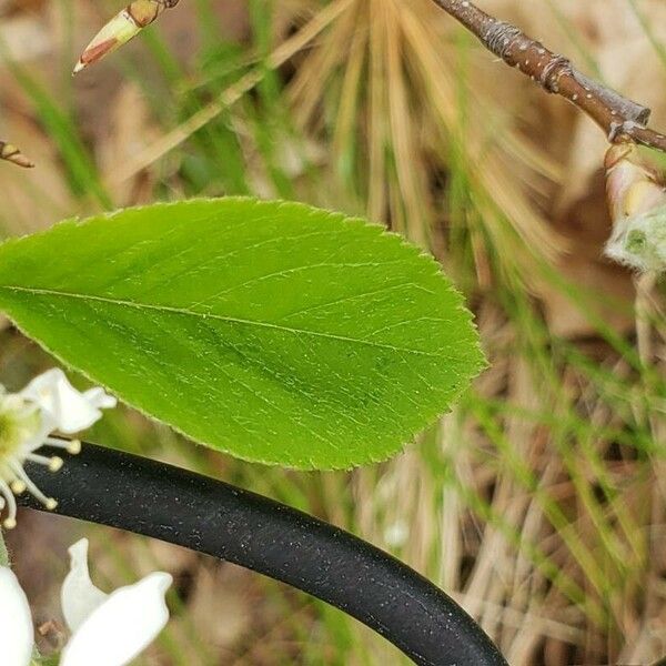 Aronia melanocarpa 叶