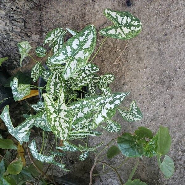 Caladium bicolor عادت