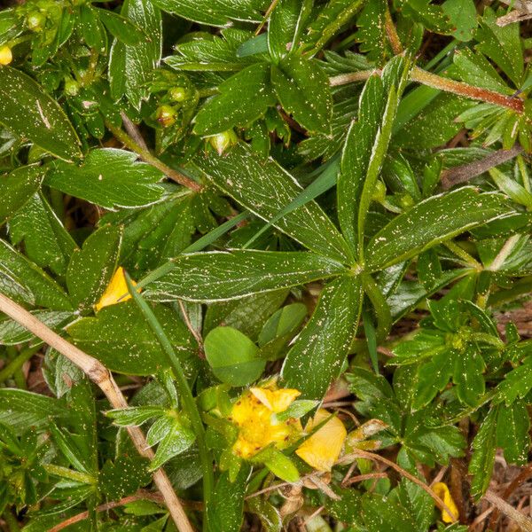 Potentilla aurea Feuille