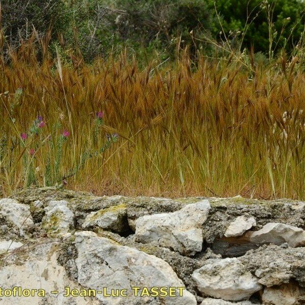 Stipella capensis Staniste