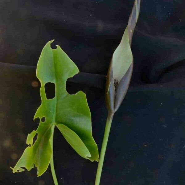 Urospatha sagittifolia Õis