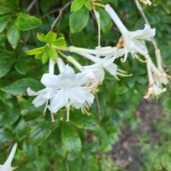 Rhododendron viscosum Õis