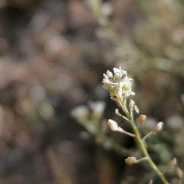 Lepidium graminifolium Çiçek