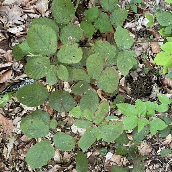 Rubus creticus Blatt