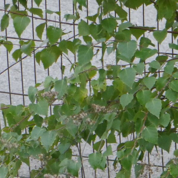 Betula occidentalis Leaf