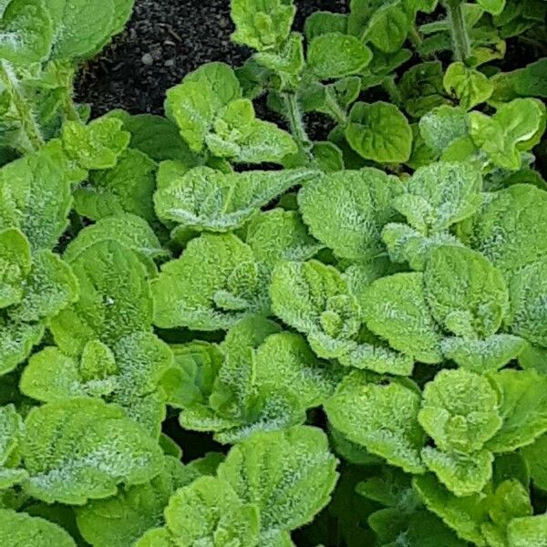 Mentha × rotundifolia Leht