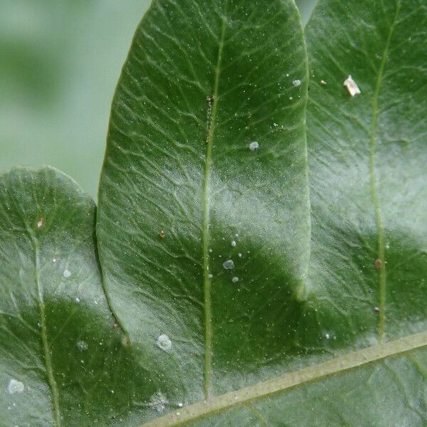 Pteris hamulosa Liść