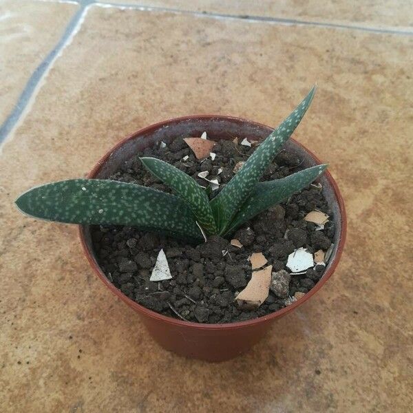 Gasteria carinata 葉