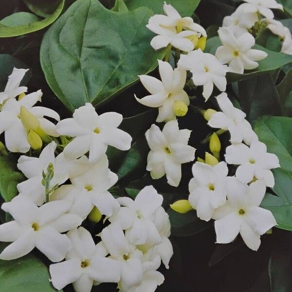 Jasminum sambac Kvet