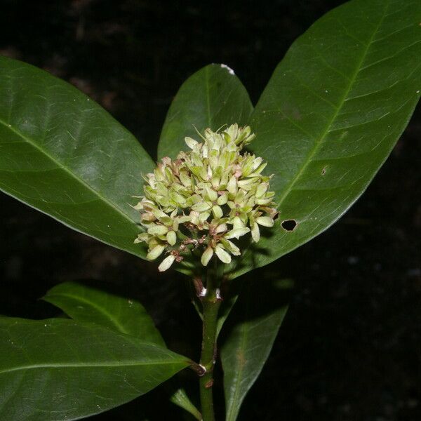 Ixora finlaysoniana Λουλούδι