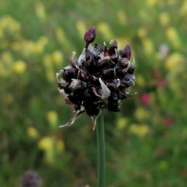 Allium scorodoprasum 花