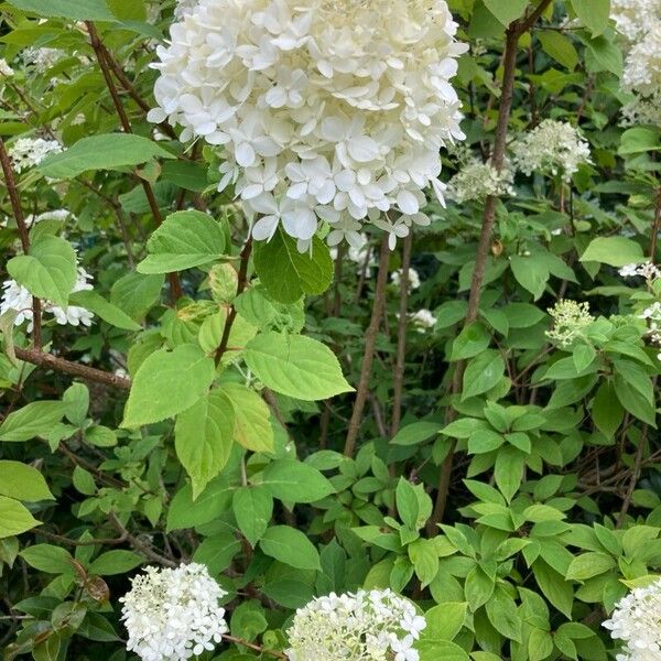 Hydrangea arborescens 花