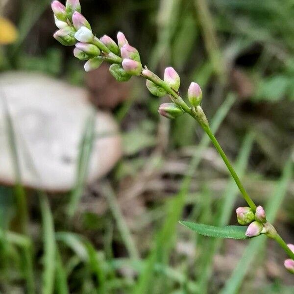 Persicaria minor Çiçek