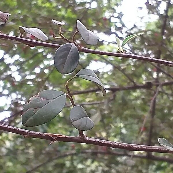 Cotoneaster pannosus Φύλλο